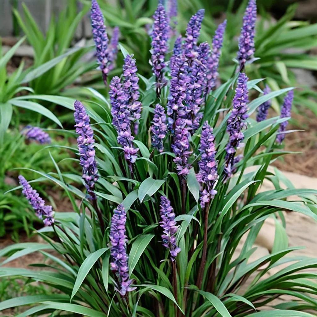 Liriope muscari Royal Purple