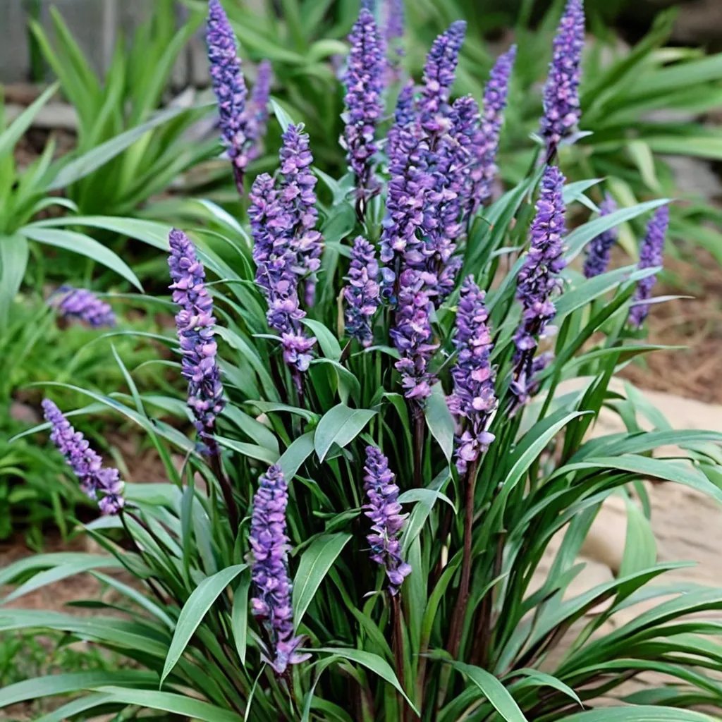 Liriope muscari 'Royal Purple'