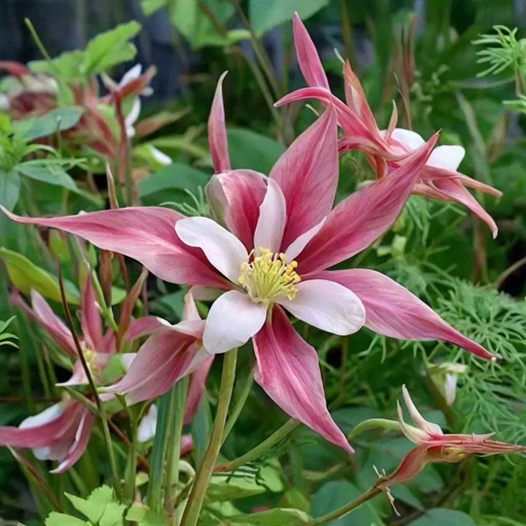Aquilegia caerulea 'Rose Queen'