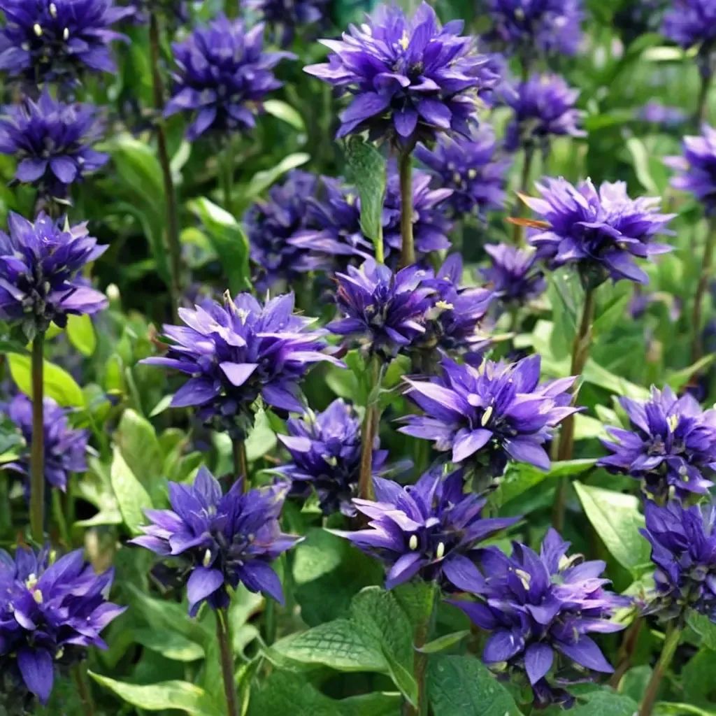 Campanula glomerata 'Superba'