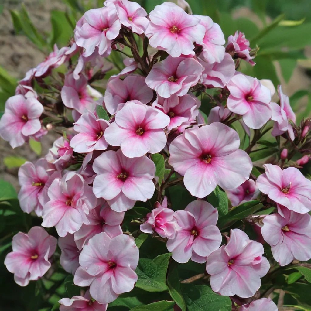 Phlox paniculata 'Prime Minister'