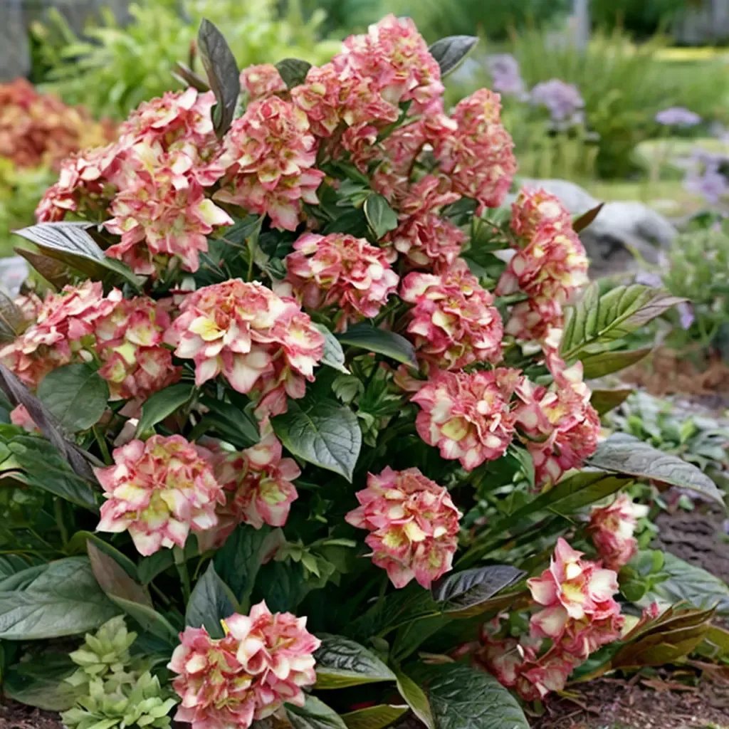 Hydrangea macrophylla 'Fire Light'