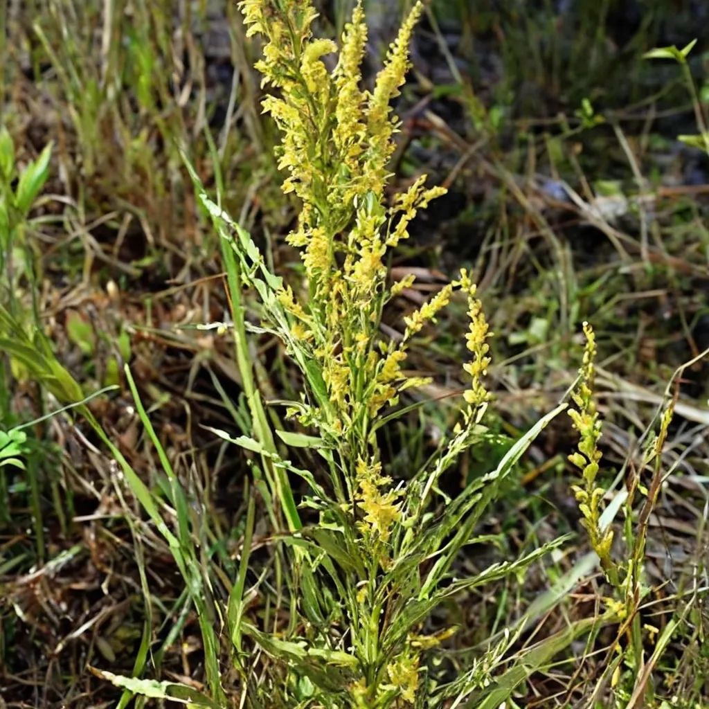 Solidago stricta