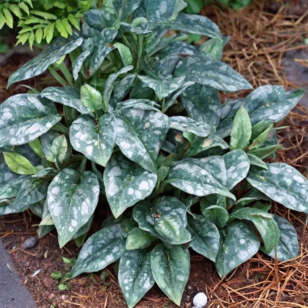 Asarum splendens 'Quicksilver'
