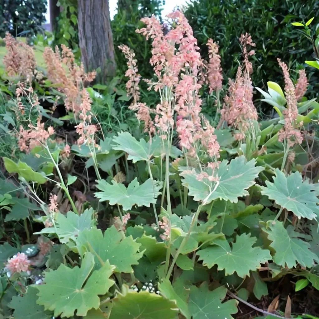 Macleaya microcarpa 'Kelway'