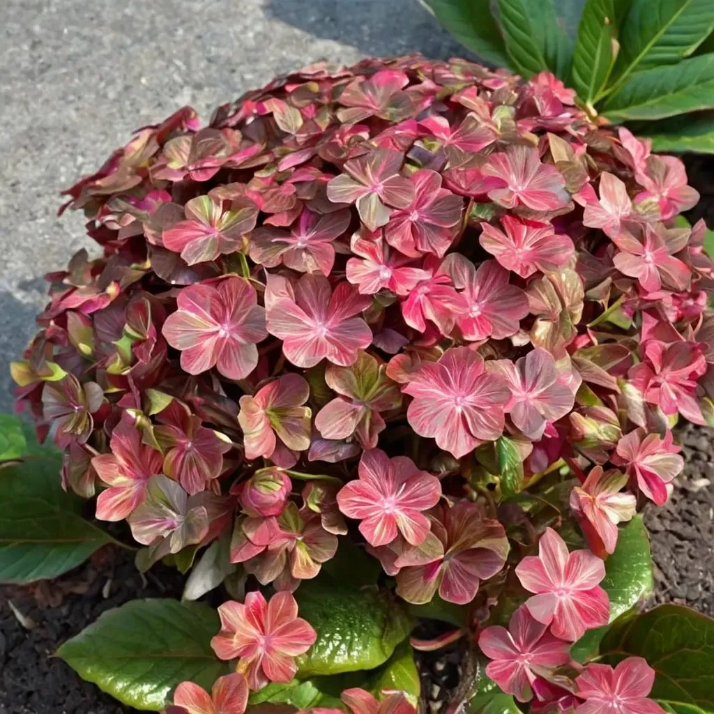Hydrangea macrophylla 'Magical Chocolate'