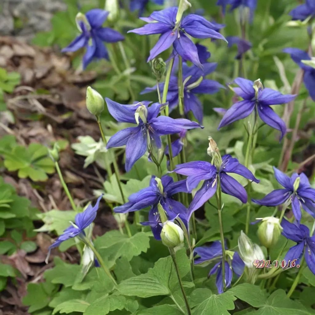 Aquilegia x hybrida 'Melba Higgins'