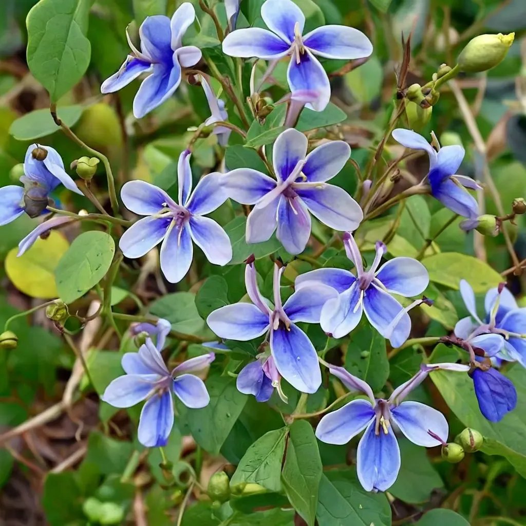 Clerodendrum ugandense 'Blue Butterfly Bush'
