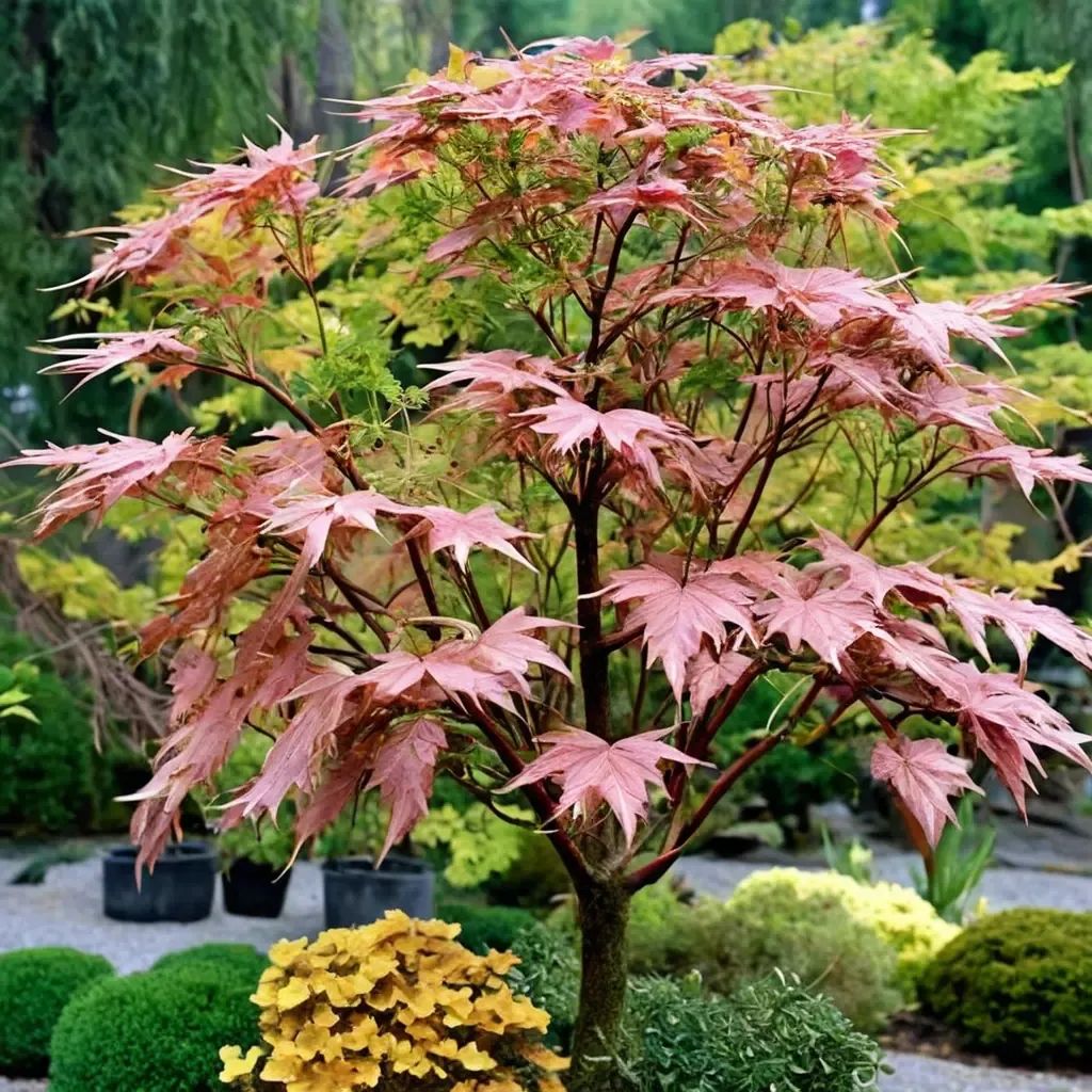Acer palmatum
