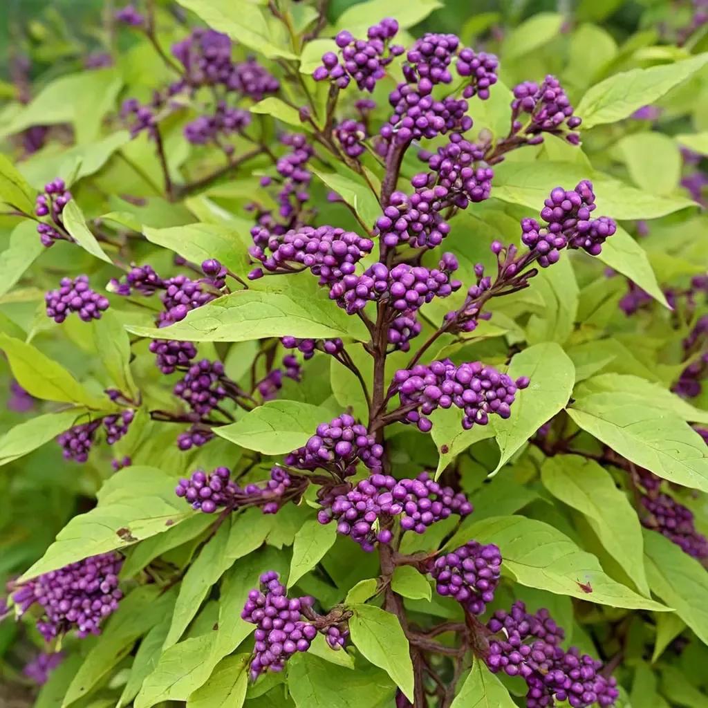 Beautyberry