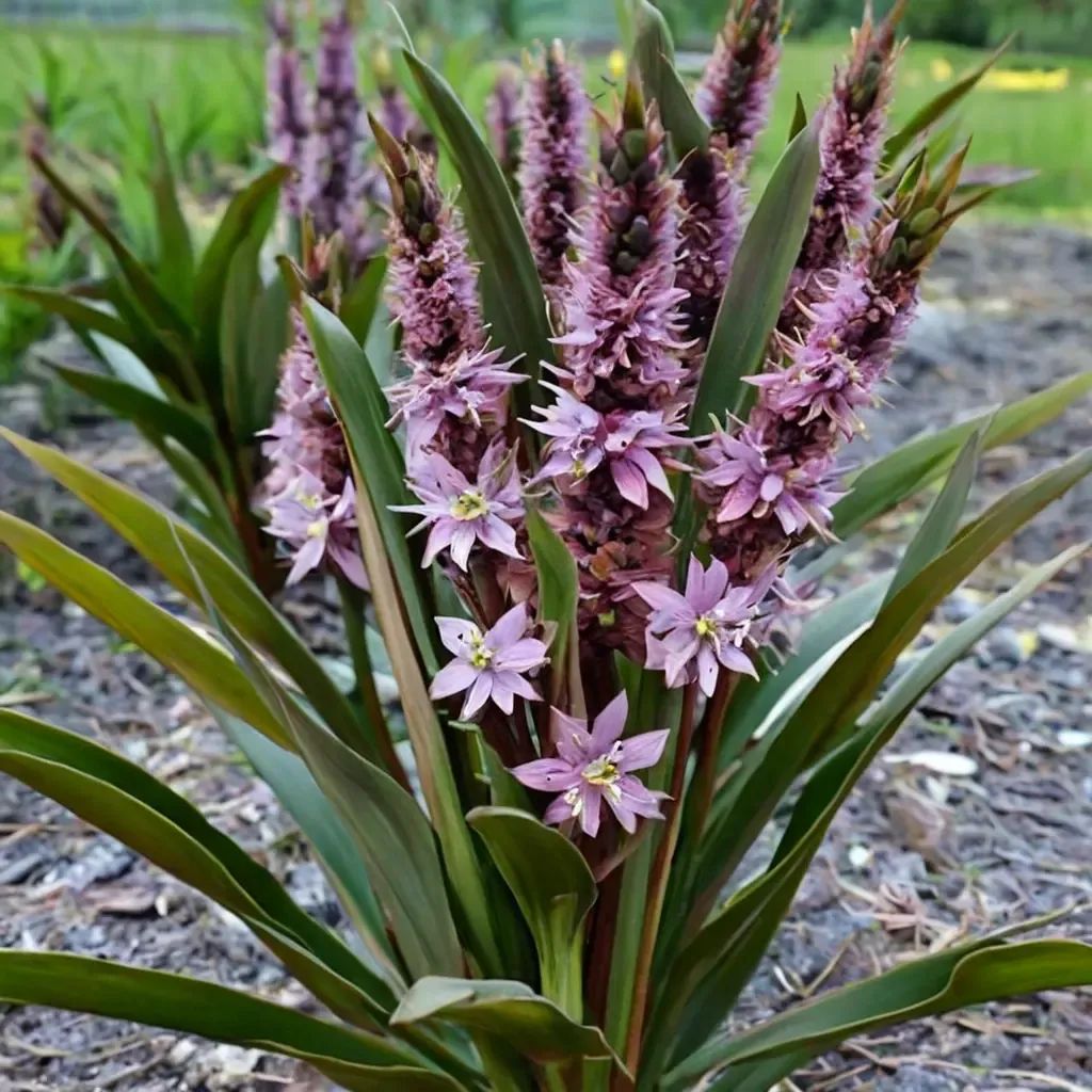 Eucomis autumnalis 'African Night'