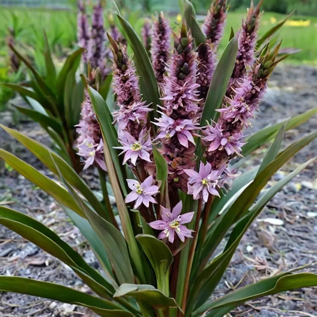 Eucomis autumnalis 'African Night'