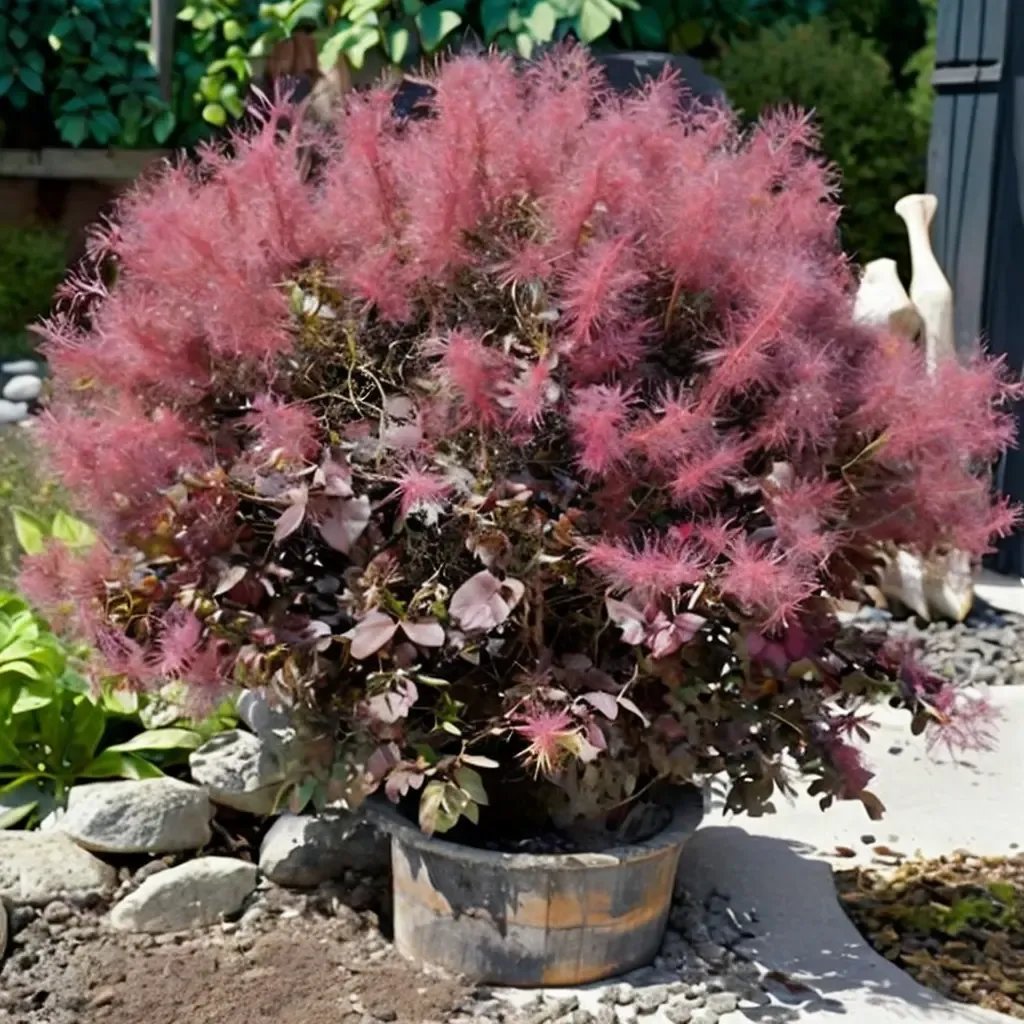 Cotinus coggygria 'Dusky Maiden'