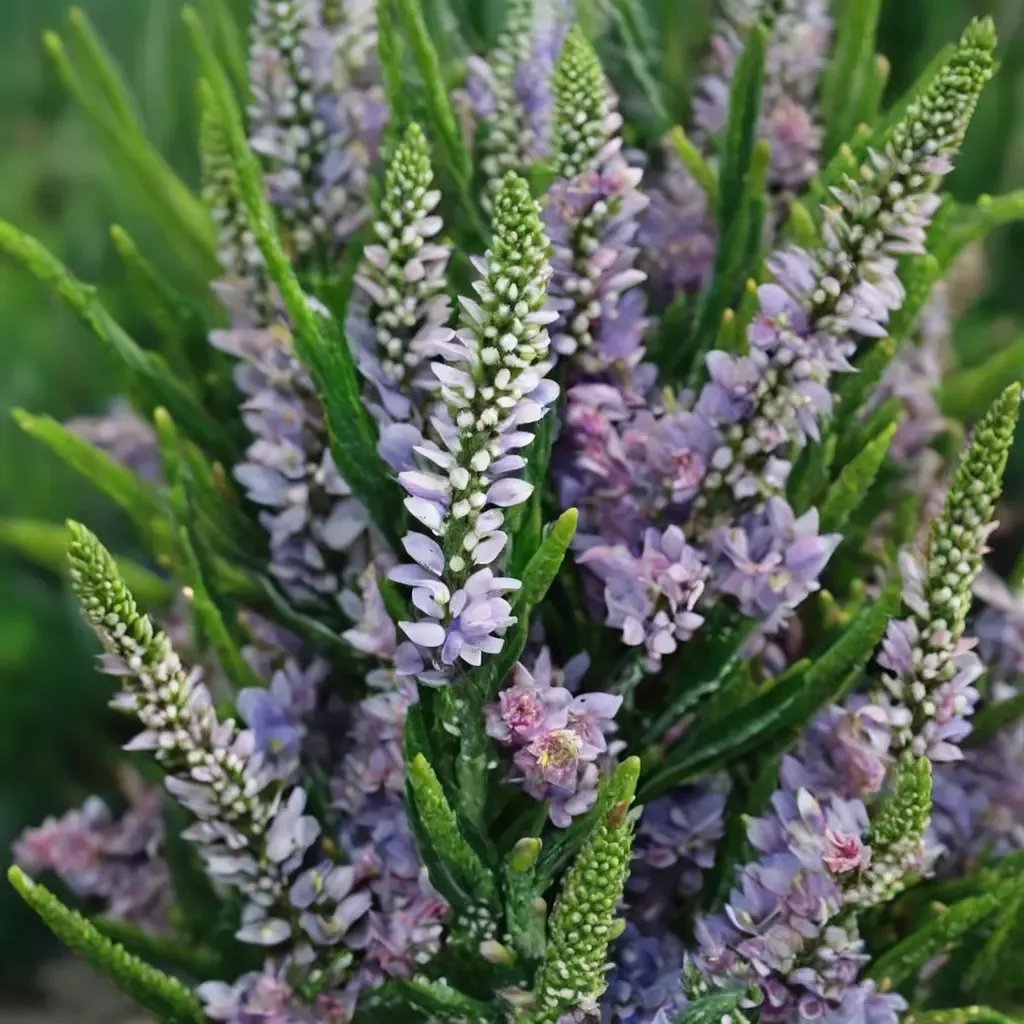 Veronica x bicolor 'Explosion'
