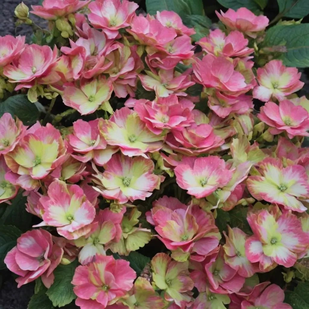 Hydrangea macrophylla 'Magical Elegance'