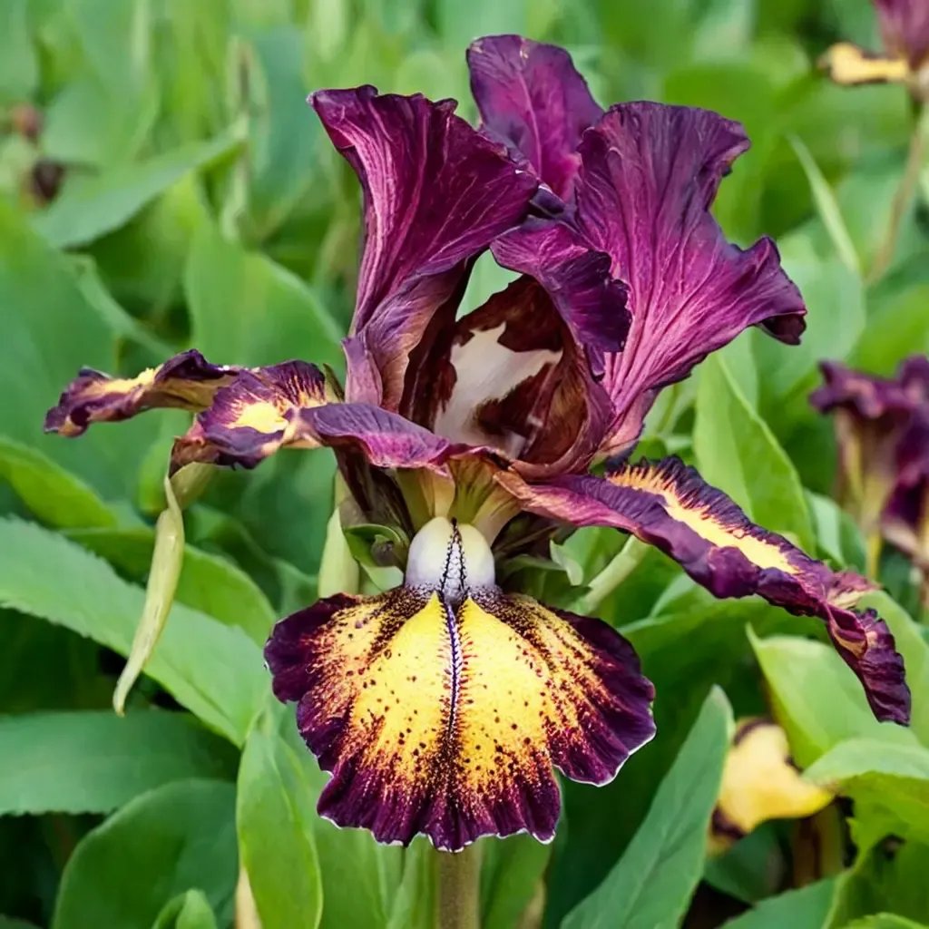 Iris x germanica 'Red Hot Chili KickStart Reblooming'