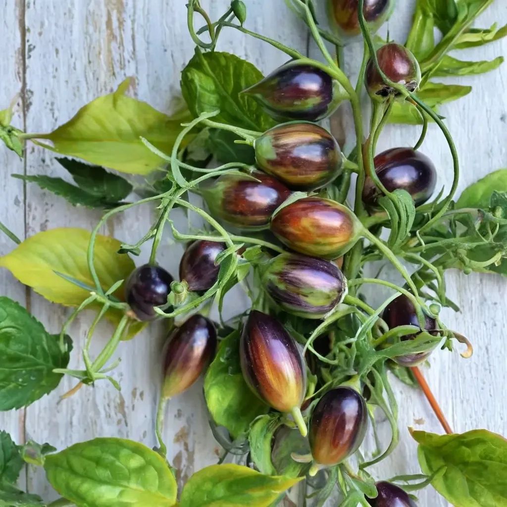 Solanum lycopersicum 'Atomic Grape'