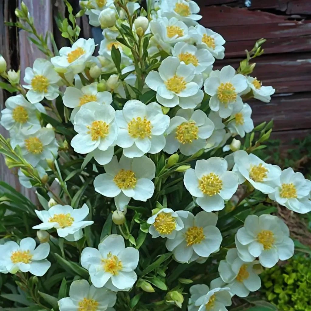 Carpenteria californica 'Elizabeth'