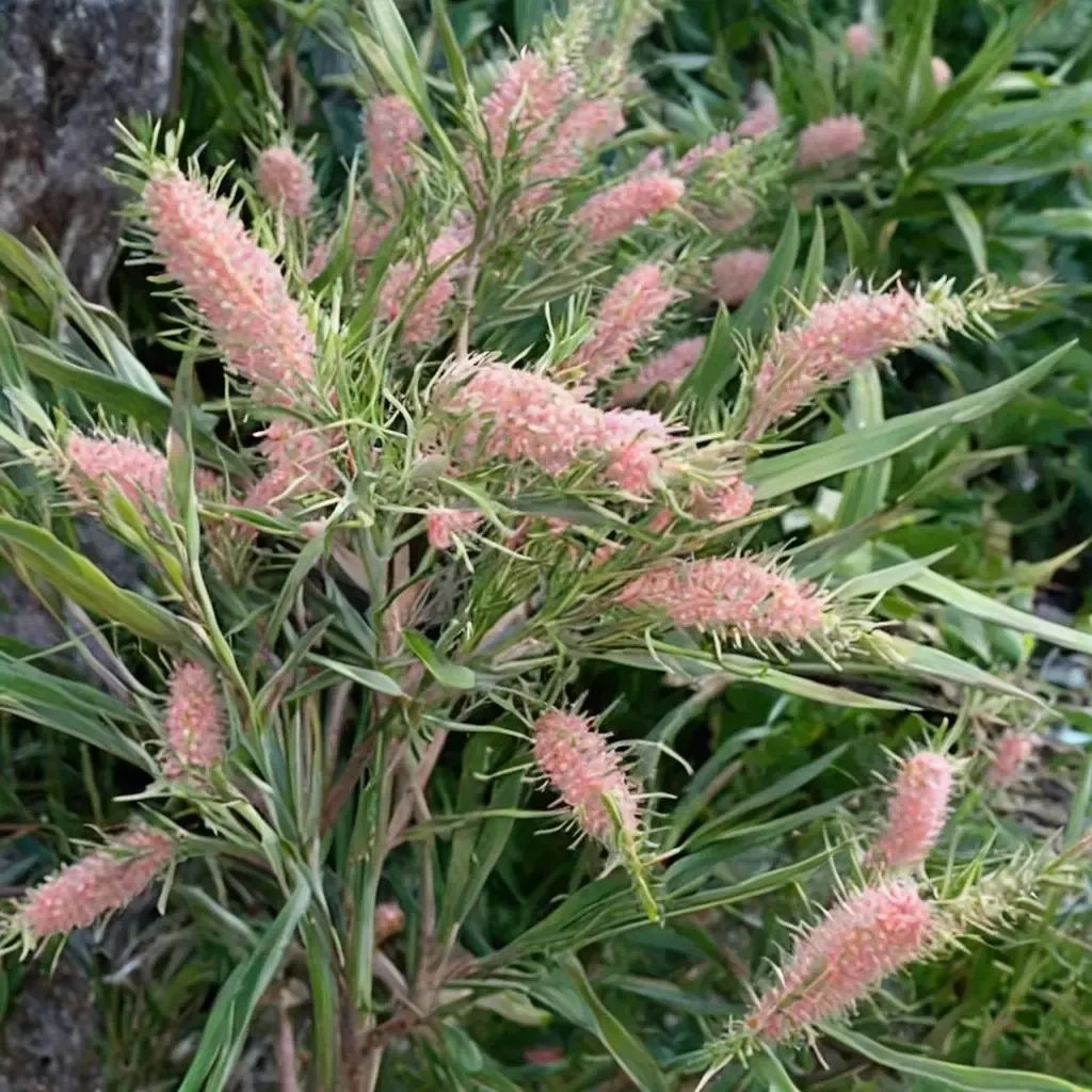 Callistemon citrinus 'Cane's Hybrid'