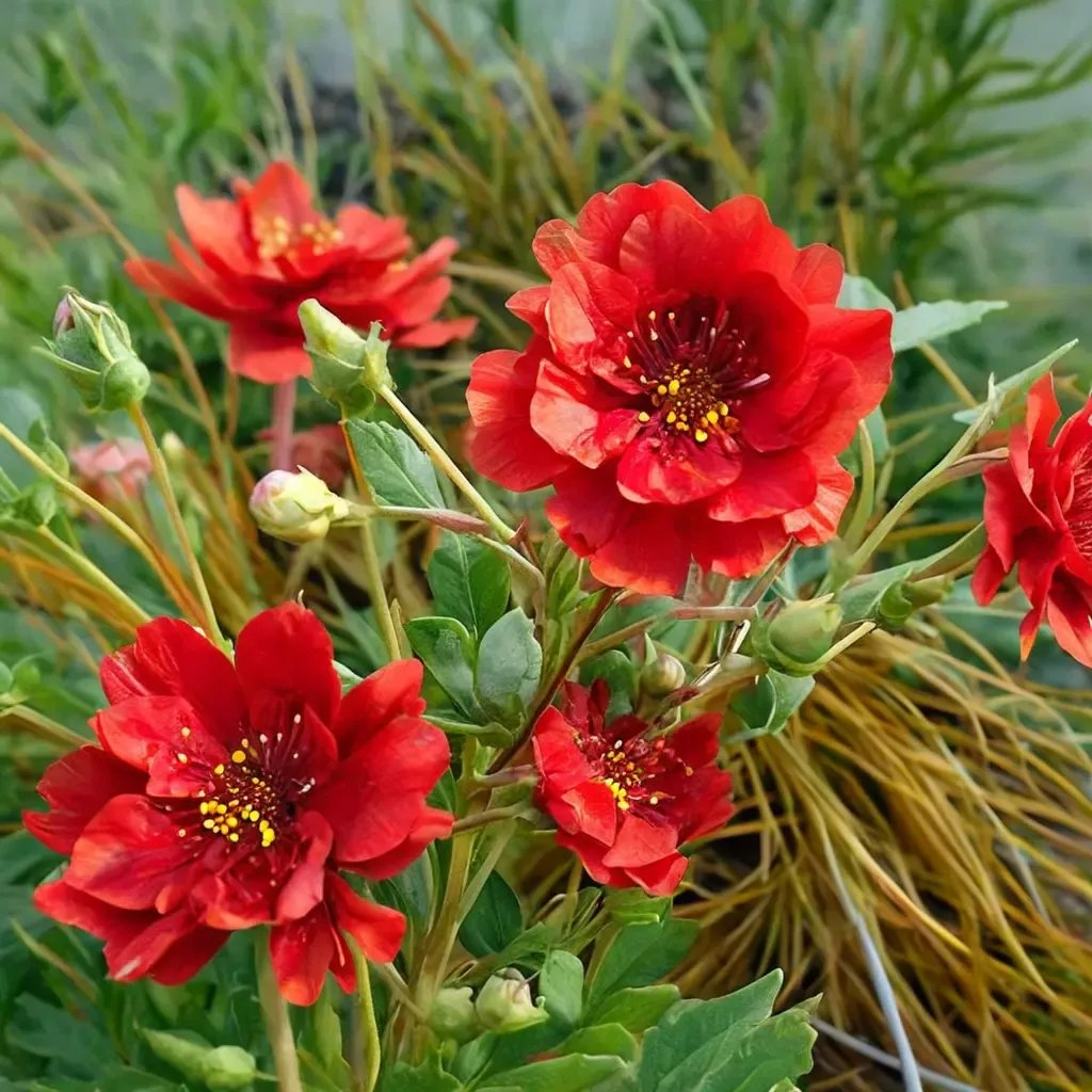 Geum quellyon 'Red Dragon'