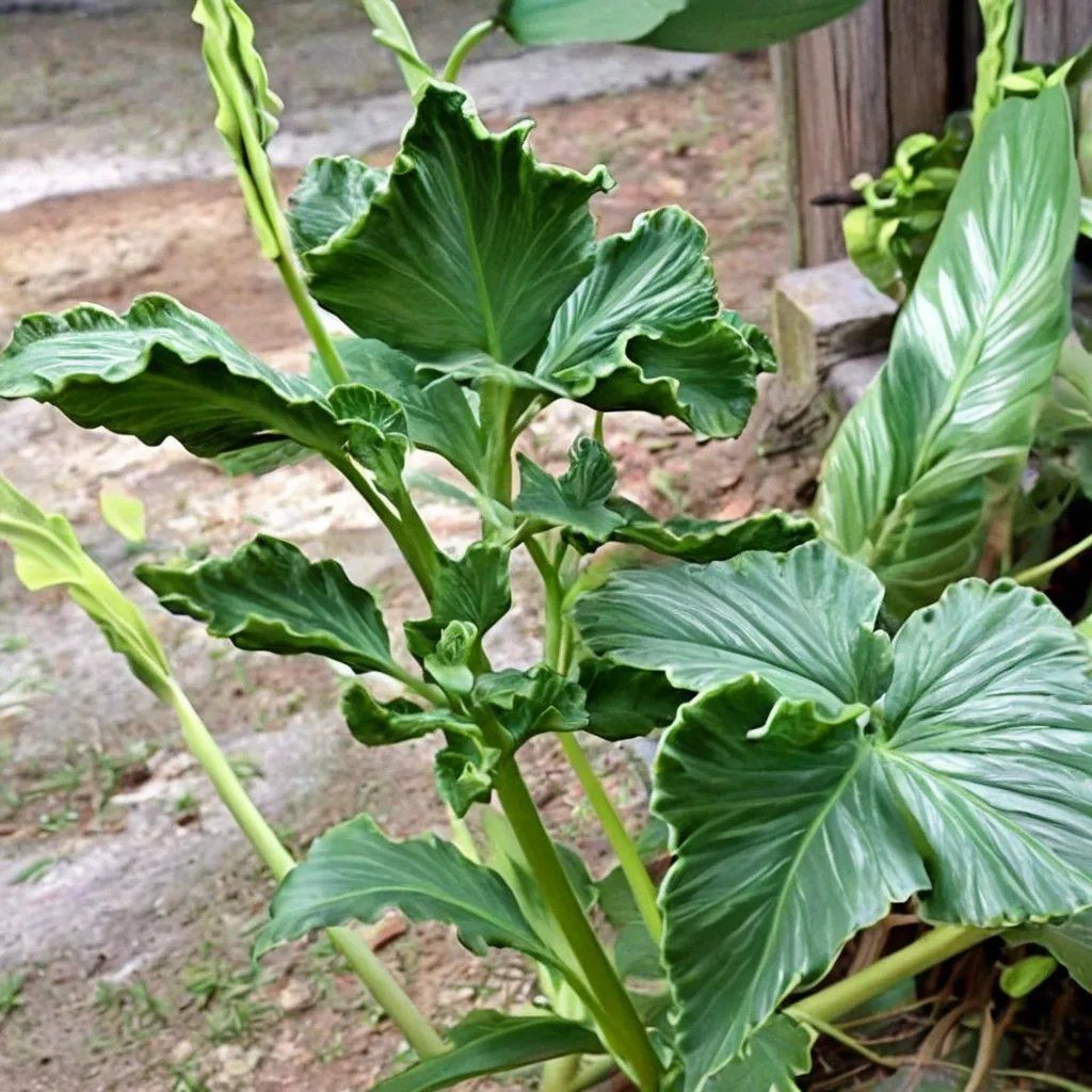 Alocasia cucullata 'Crinkles'