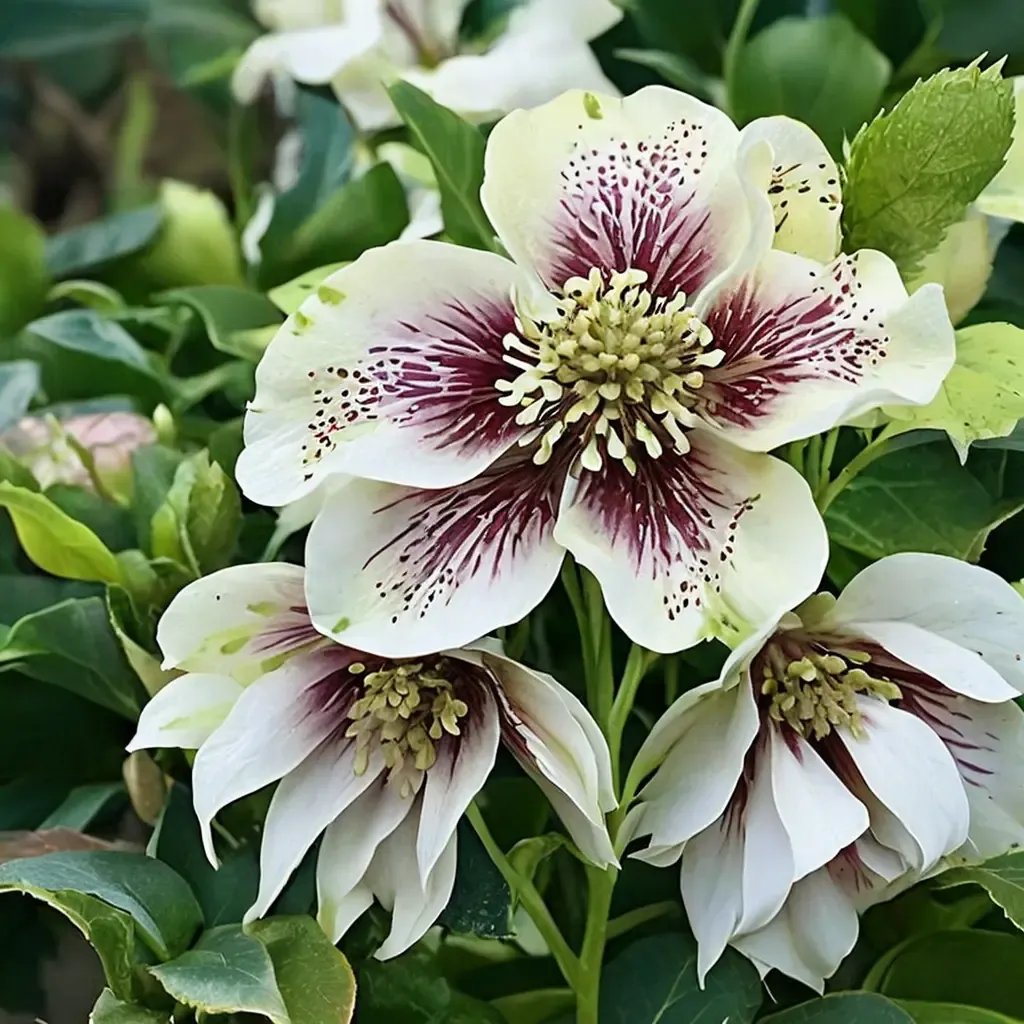 Helleborus x hybrida 'Double Ellen White Spotted'