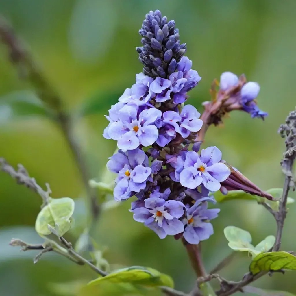 Buddleja davidii 'Blue Ribbon'