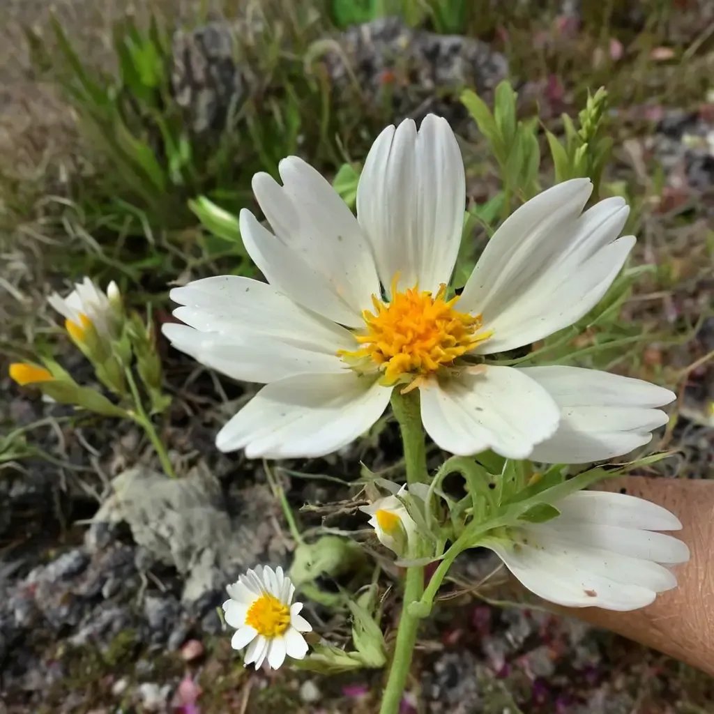 Layia pentachaeta 'albida'