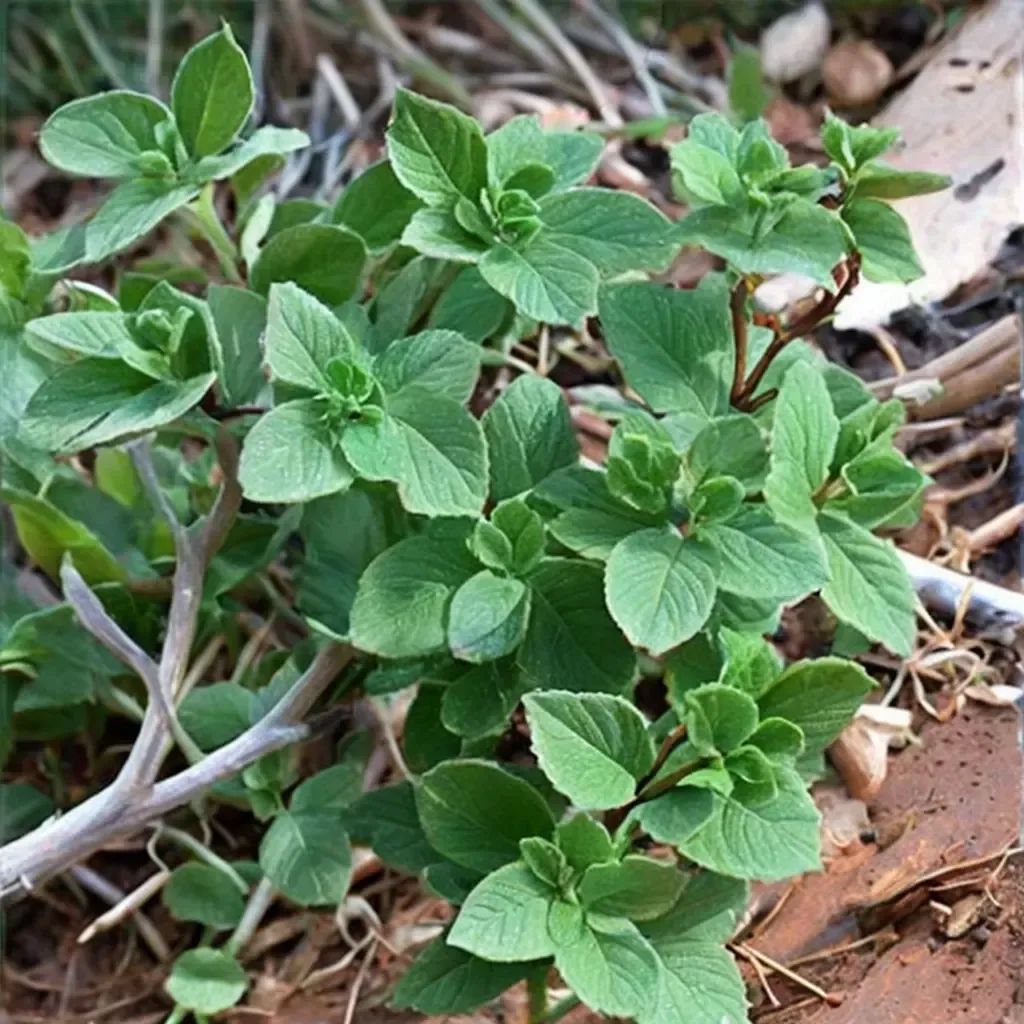 Origanum vulgare 'True Greek'