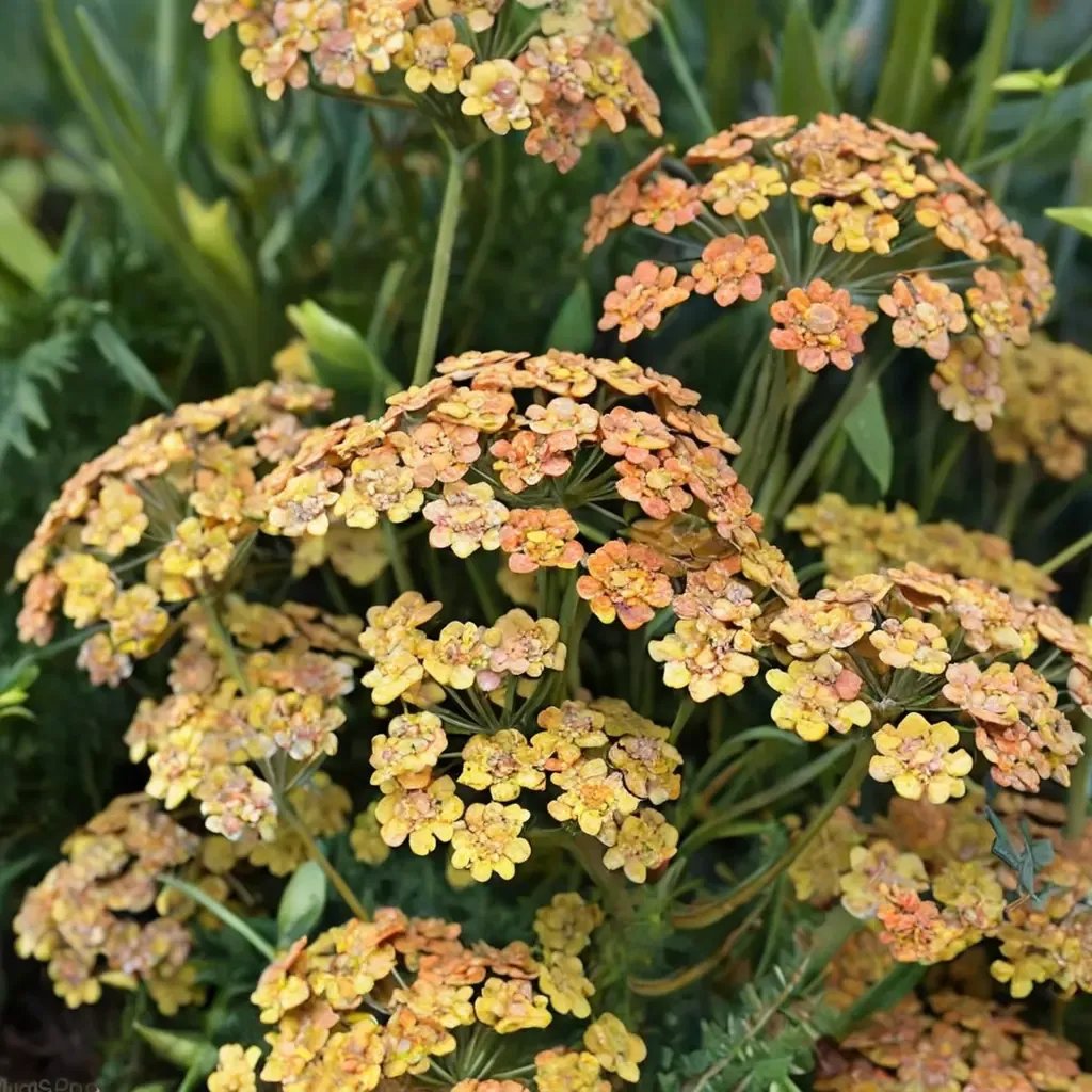 Achillea millefolium 'Inca Gold'