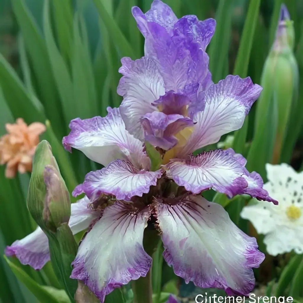 Iris x germanica 'Autumn Tryst'