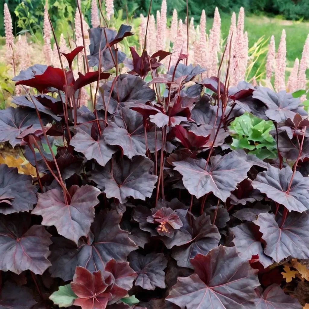 Heuchera villosa 'Obsidian'