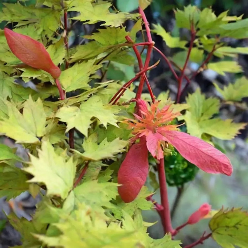 Acer palmatum 'Wowee'