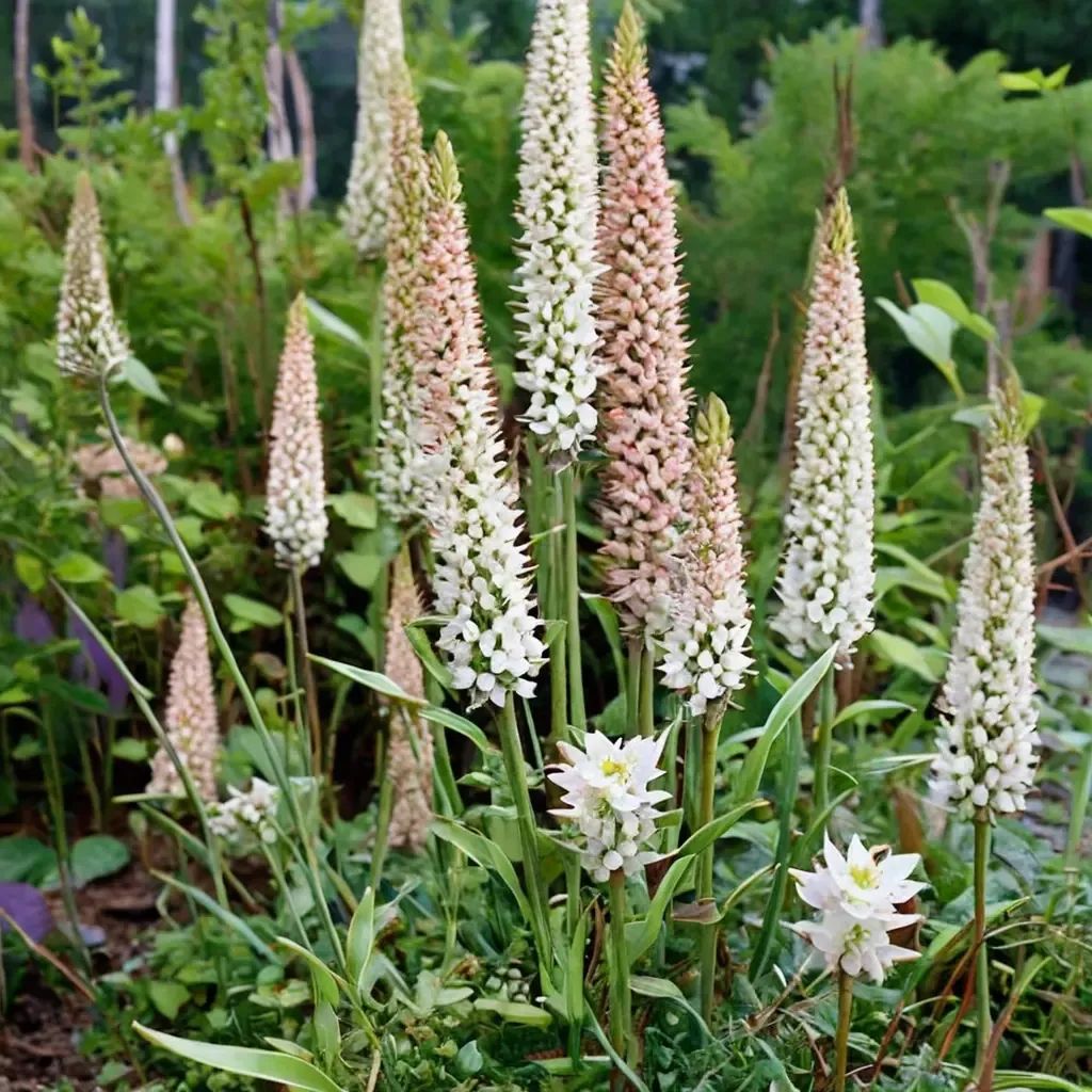 Eremurus robustus