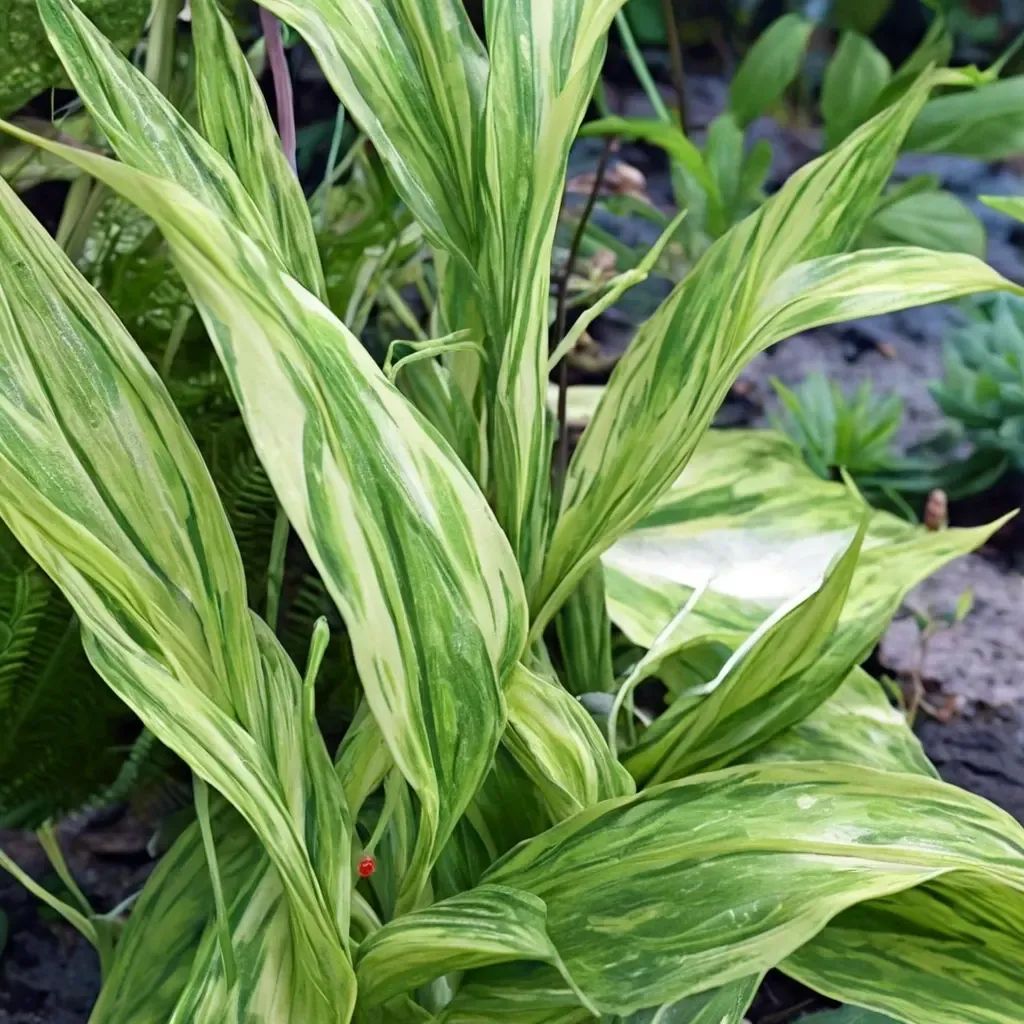 Zingiber mioga 'Silver Arrow'