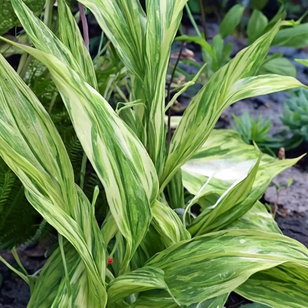 Zingiber mioga 'Silver Arrow'