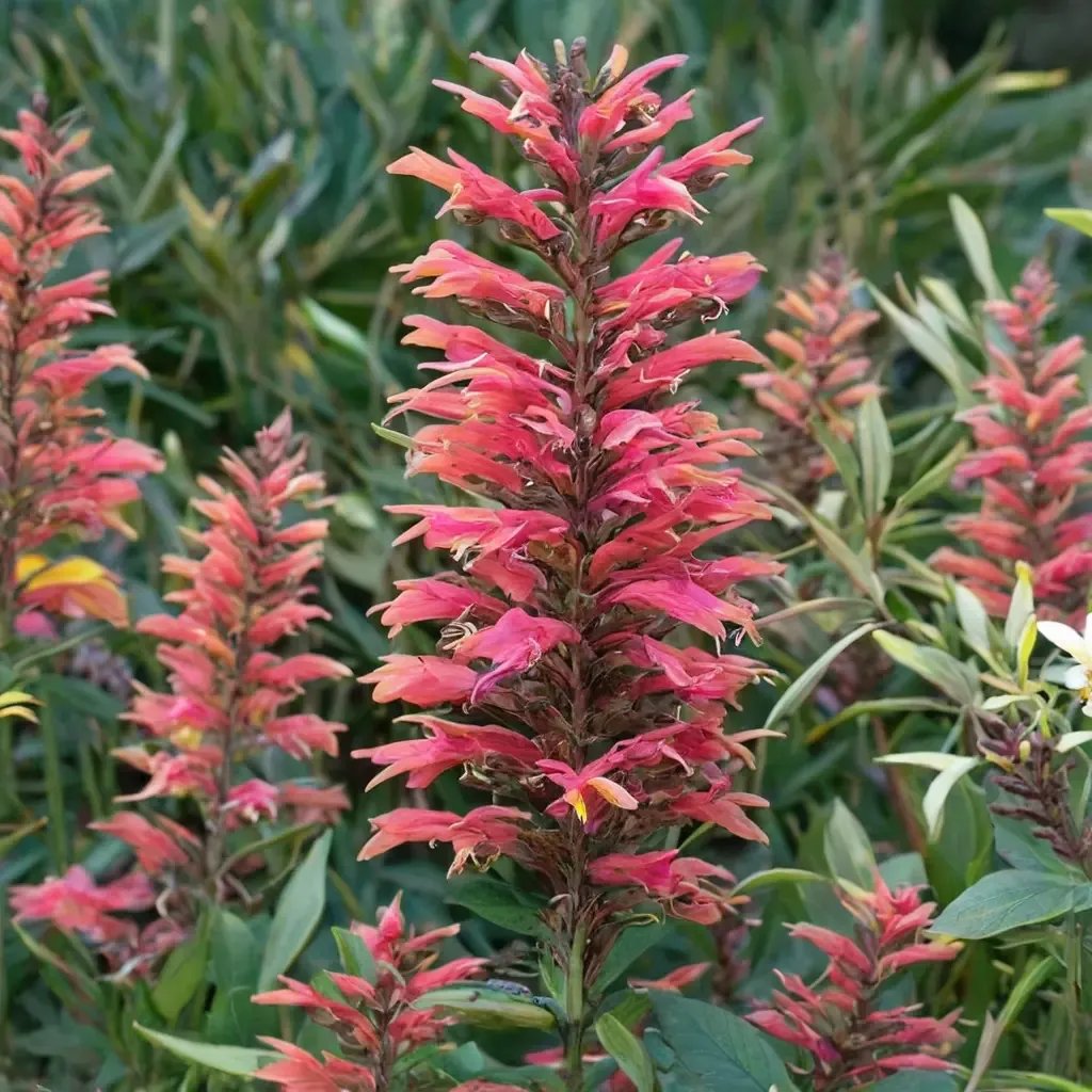 Agastache foeniculum 'Sunrise Red'