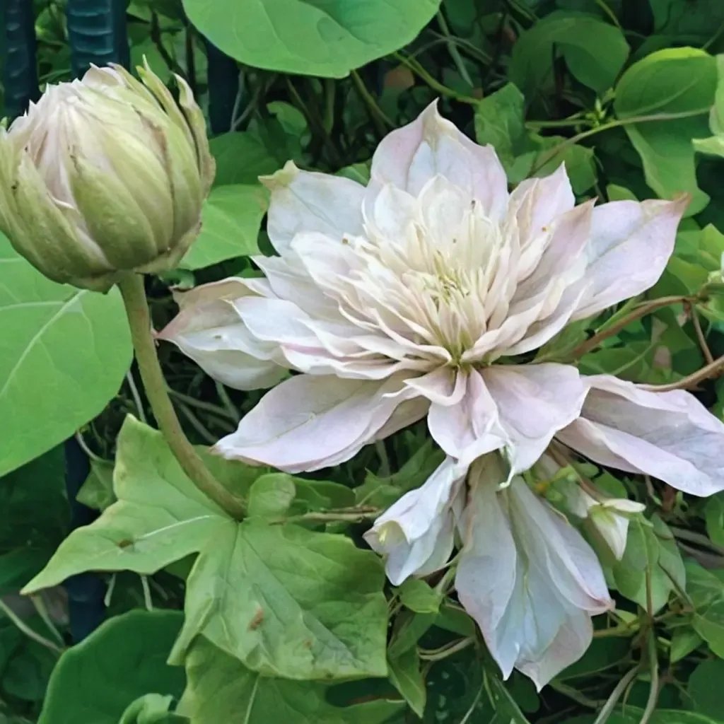 Clematis x jackmanii 'Grefve Erik Ruuth'