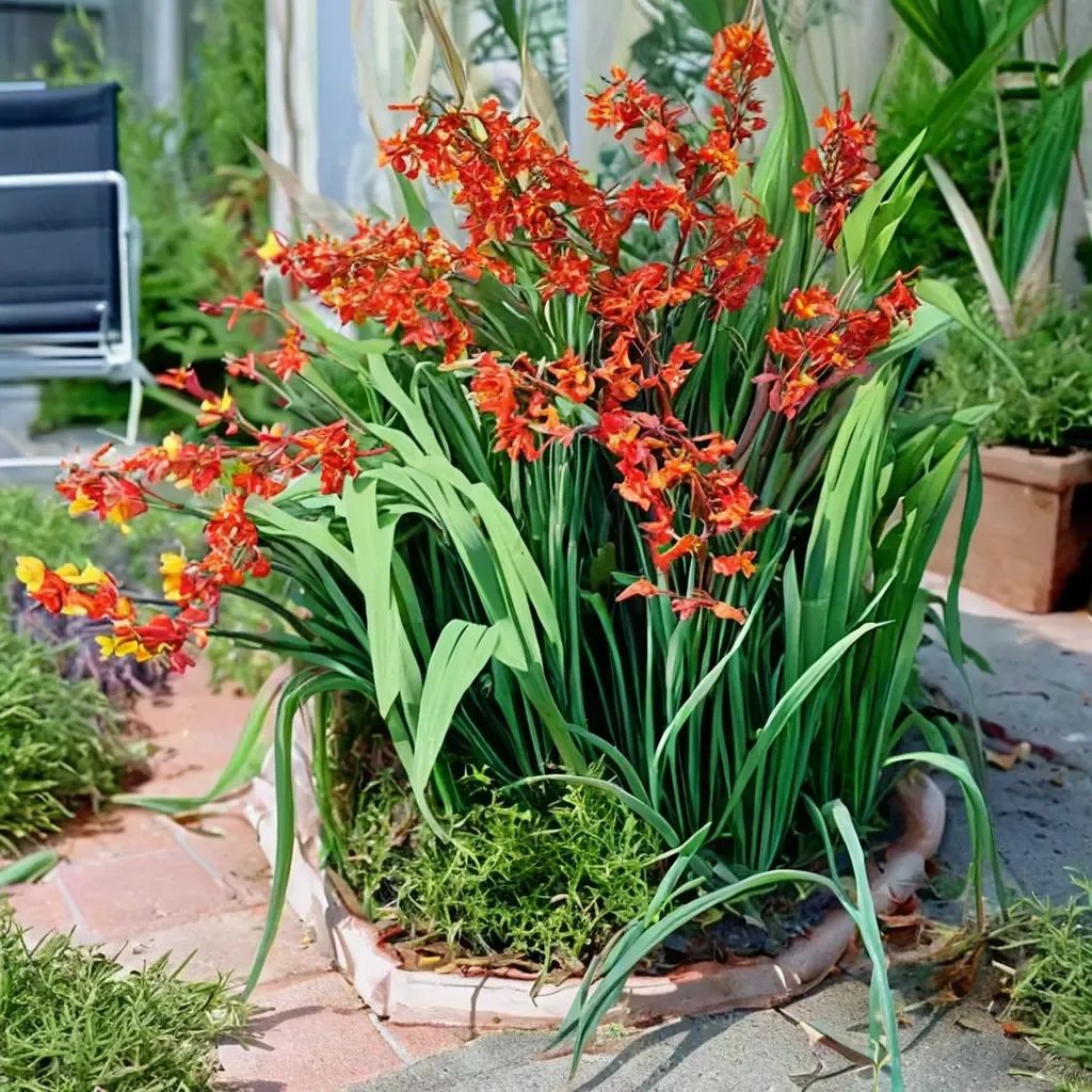 Crocosmia x hybrida 'Carmin Brilliant'