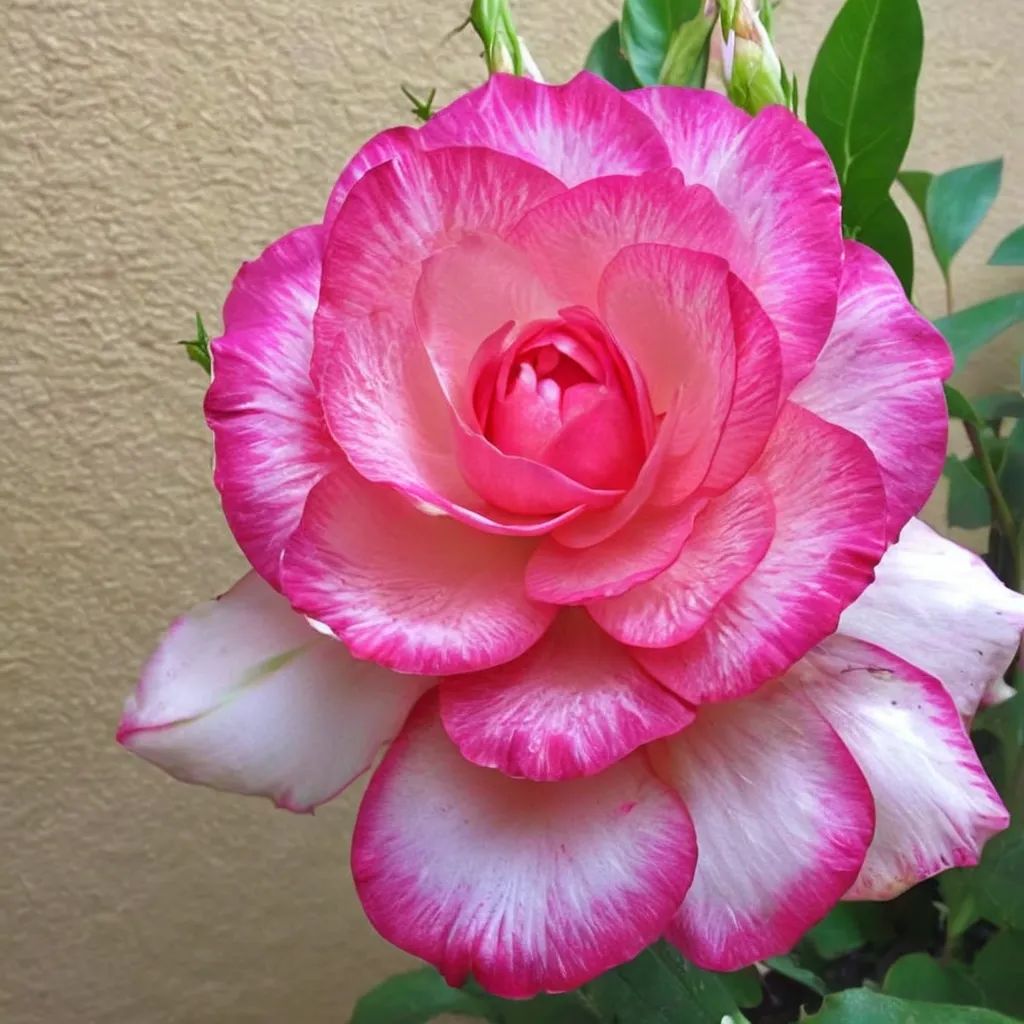 Rosa x hybrida 'Angelic Veil'