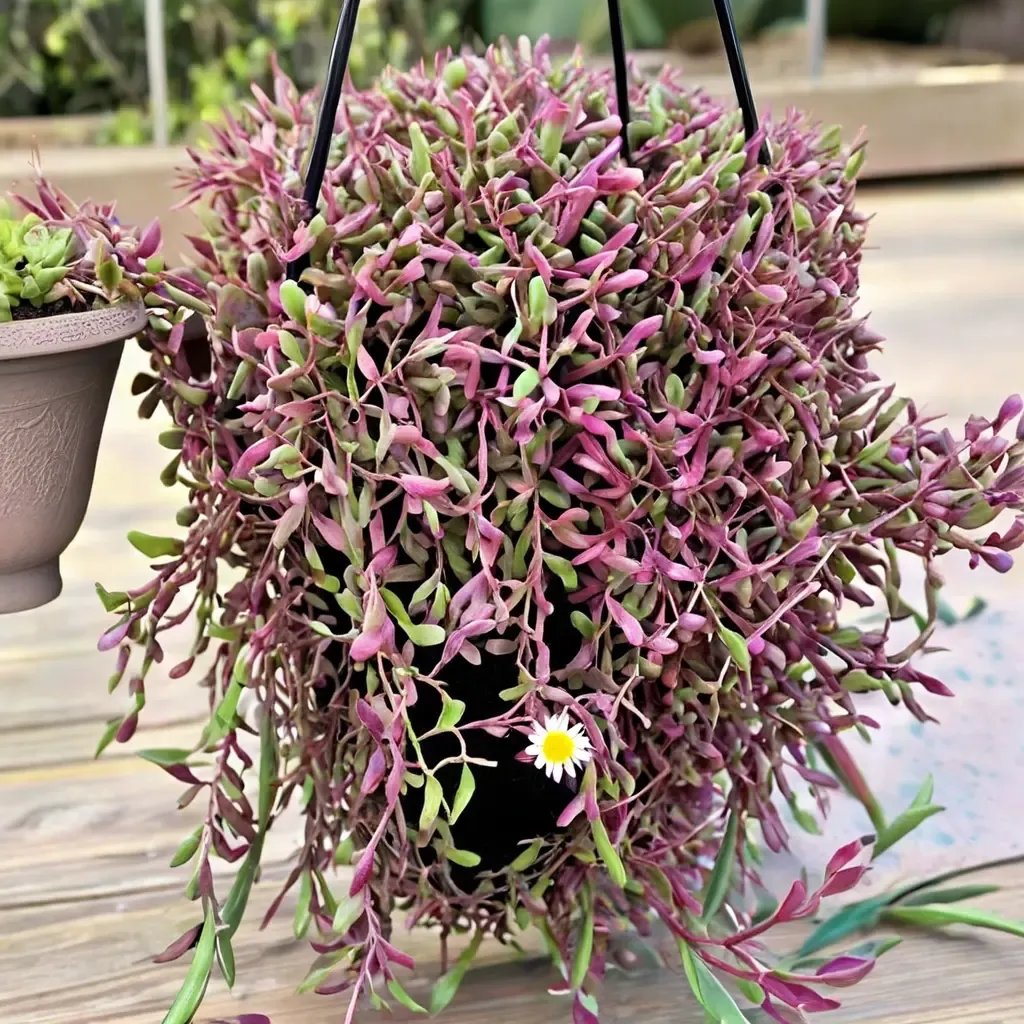Othonna capensis 'Ruby Necklace'