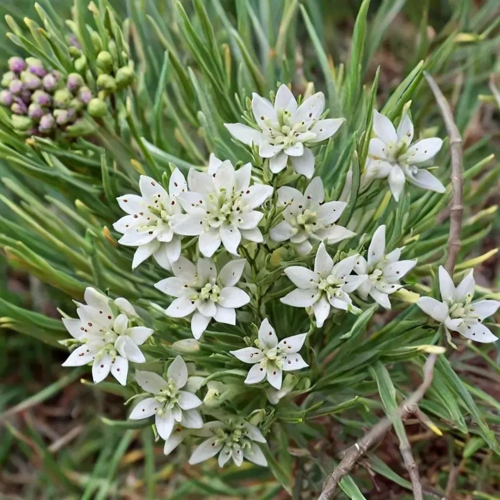 Asclepias linaria