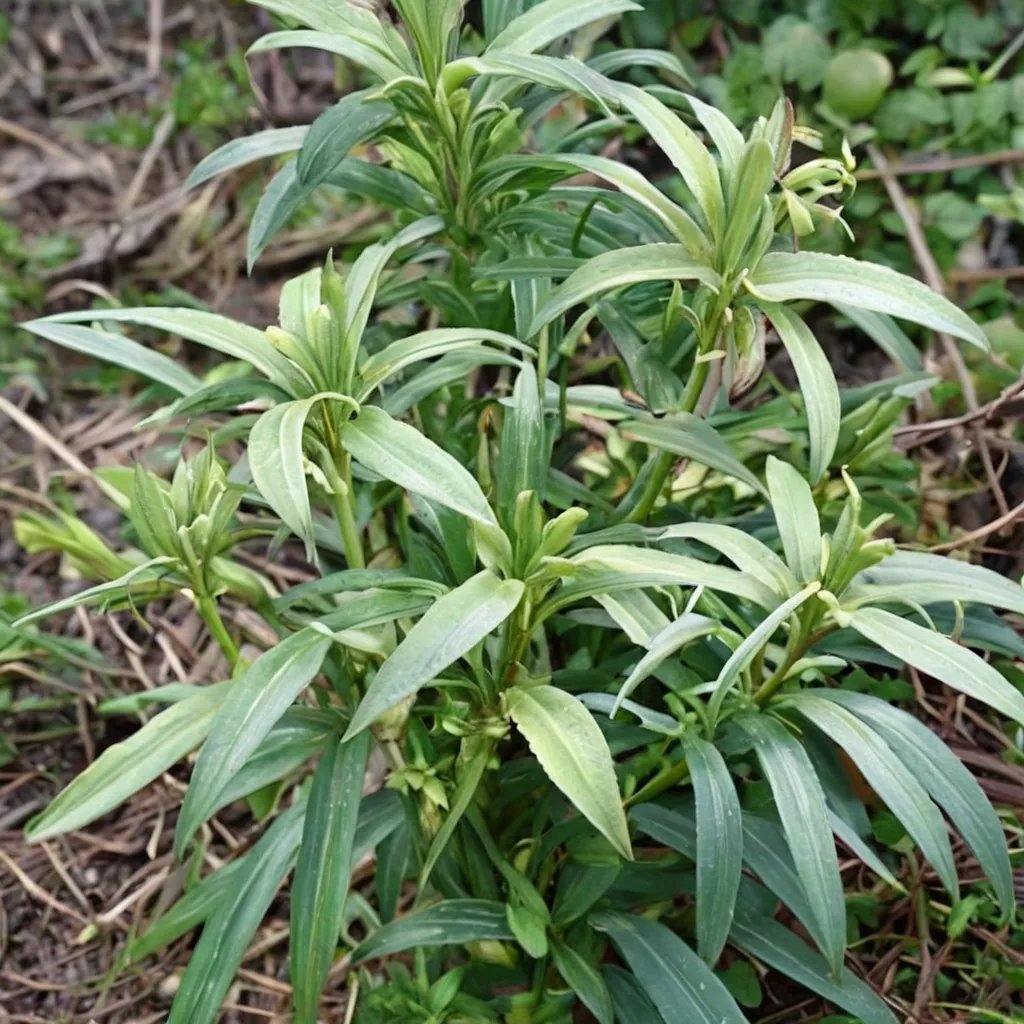 Helleborus foetidus 'Green Giant'