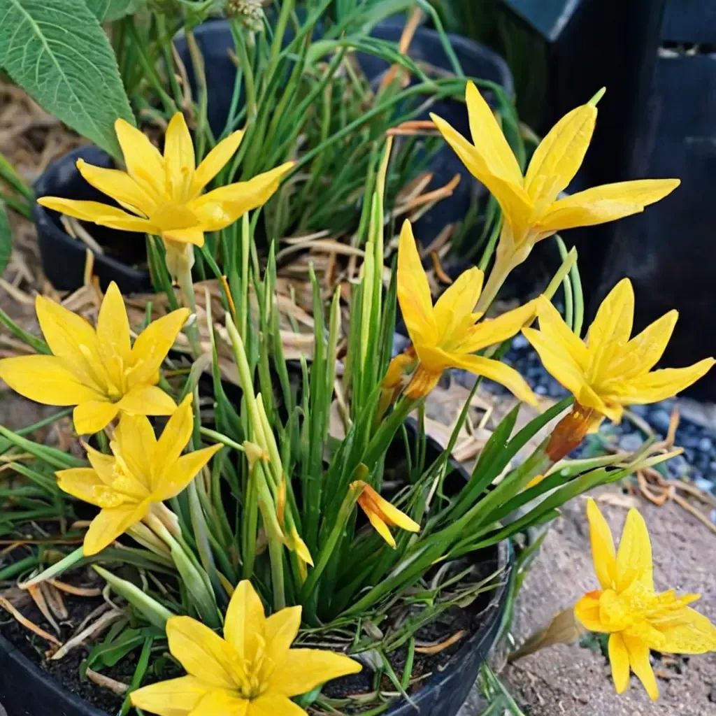 Zephyranthes flavissima