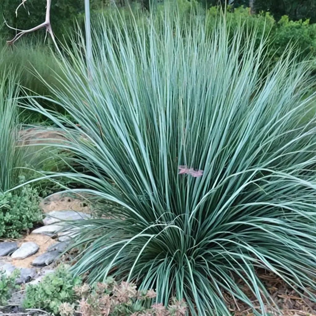 Schizachyrium scoparium 'Little Bluestem'