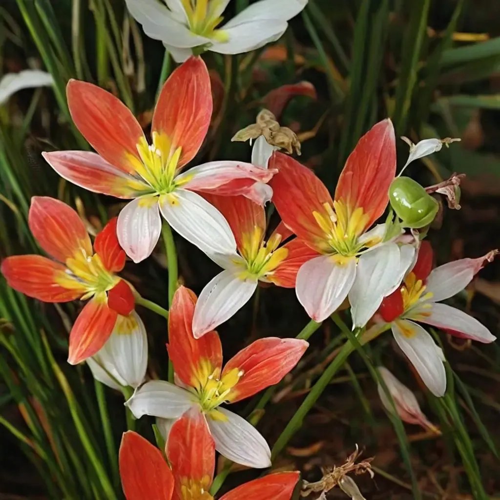 Zephyranthes candida 'Krakatau'