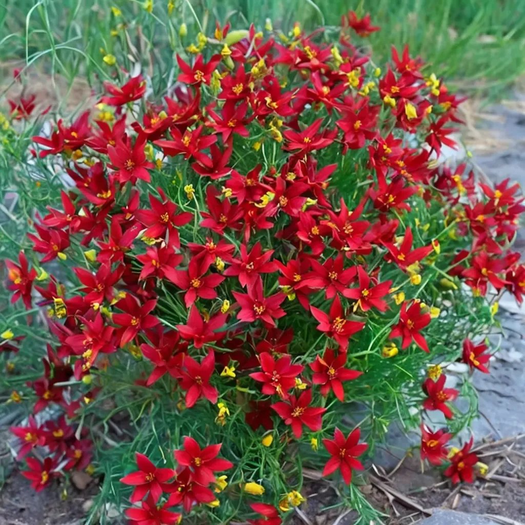 Coreopsis tinctoria 'Hot Paprika'