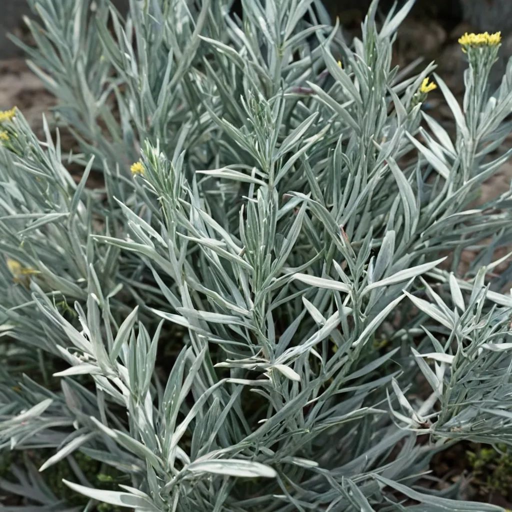 Helichrysum thianschanicum 'Icicles'
