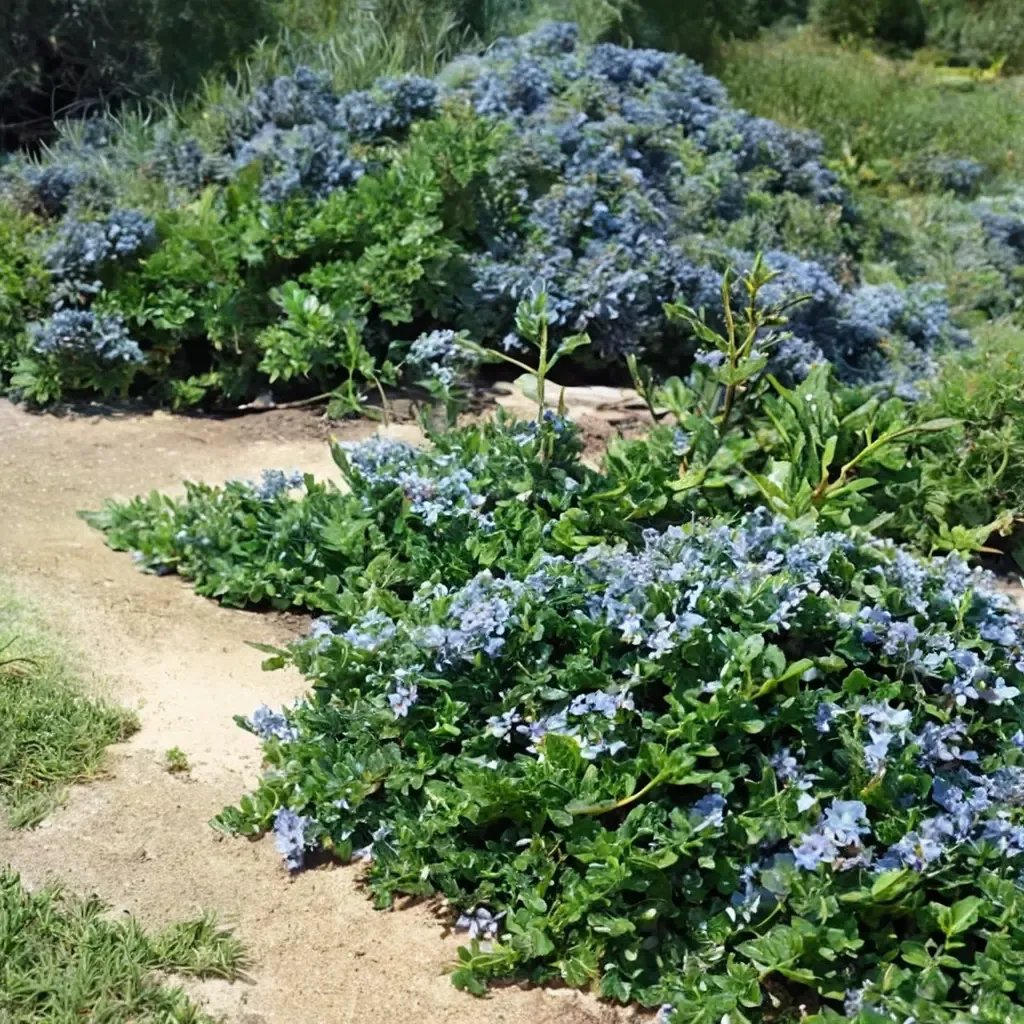 Ceanothus thyrsiflorus 'Yankee Point'