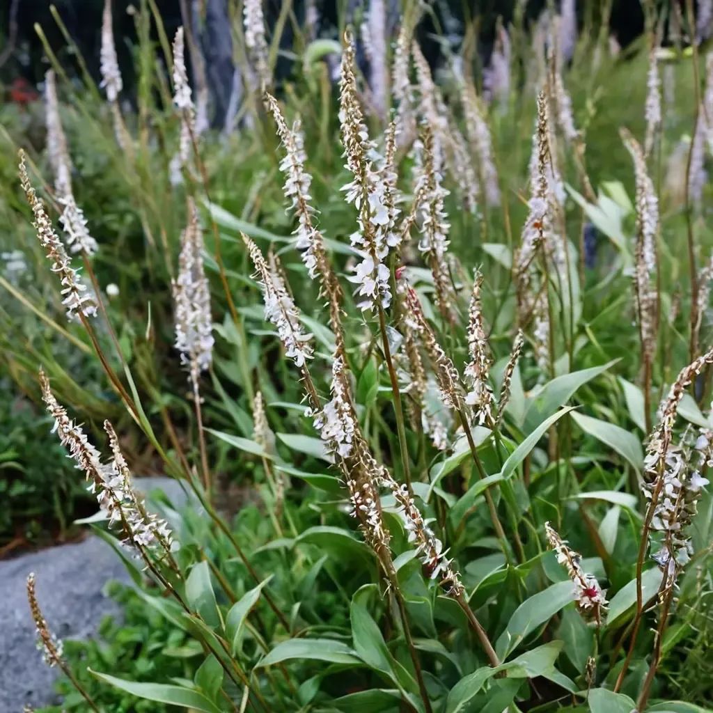 Persicaria amplexicaulis 'Alba'